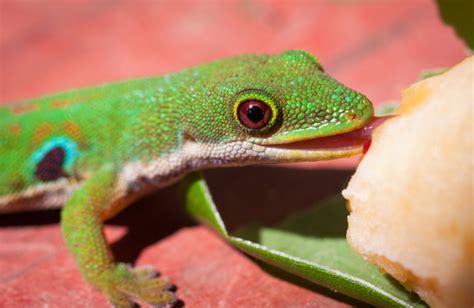 Day Gecko Care Guide Reptile Cymru