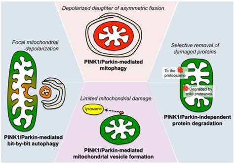 How Mitochondrial Dynamism Orchestrates Mitophagy Circulation Research