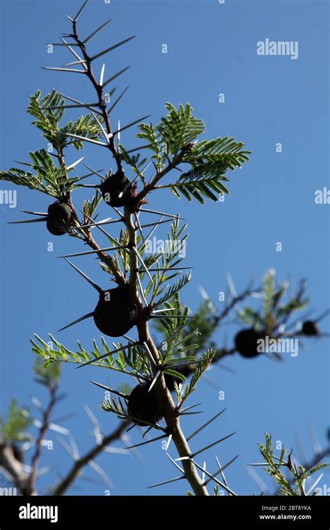 Acacia tree ants hi-res stock photography and images - Alamy