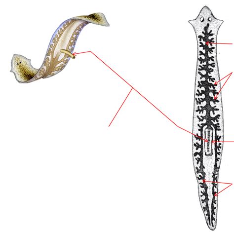 Gastrovascular Cavity