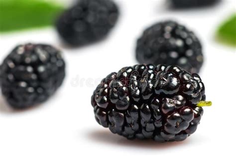 Mulberry Fruits With Green Leaves Isolated On White Background Stock