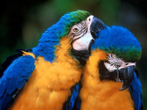 Lovebirds Wallpapers Wallpapersafari