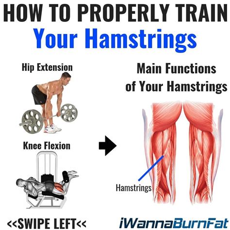 Hamstrings Workout Improve Hamstring Strength And Definition