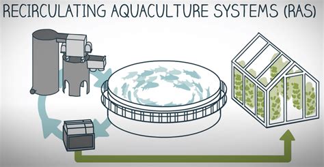 Recirculating Aquaculture Systems Ras Impact Capital Partners