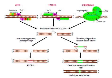 Represents The Genome Editing Process In Zinc Finger Nucleases Zfns