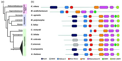 Conservation And Divergence Of DCL1 Proteins Across The Plant Kingdom