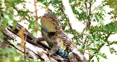 Yellow Backed Spiny Lizard At The Grand Canyon