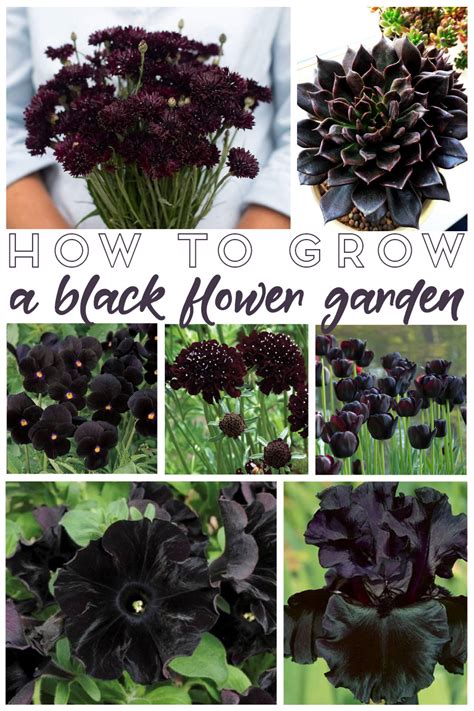 How to Grow a Black Flower Garden — Holoka Home