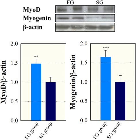 Western Blot Images And Expression Of Myod And Myogenin In Fast Fg Download Scientific