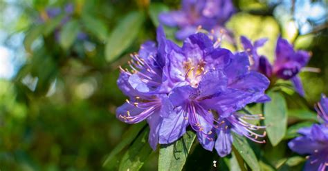 Rhododendron impeditum - Dwarf Purple Rhododendron care | Travaldo's blog