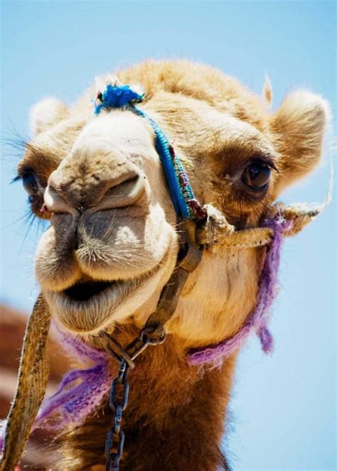 Camels Have 3 Eyelids: Here's Why (Facts and Functions) | Storyteller ...