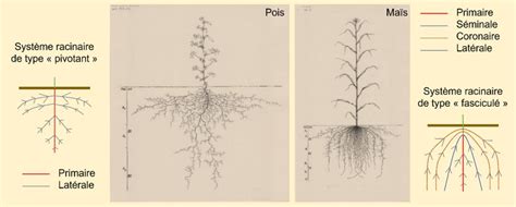 The Root System Of Plants From The Shadows To The Light Encyclopedia