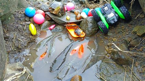 Menangkap Ikan Warna Warni Ikan Koi Mas Koki Lele Cupang Gabus