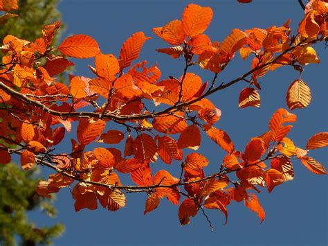 Kostenloses Foto Herbst Wald Baum Ast Blätter Kostenloses Bild