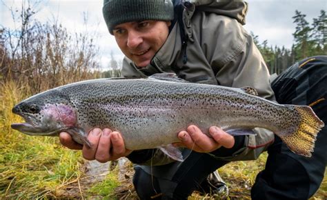 Regenbogenforellen Angeln Oncorhynchus Mykiss Alle Infos Zum Fisch