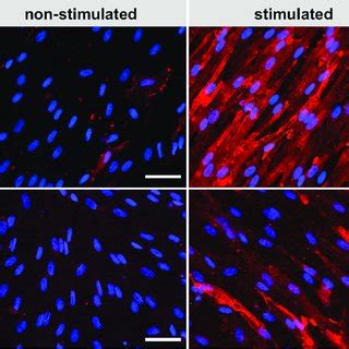 Immunofluorescence Staining Of EECM BMEC Like Cells Grown On 0 4 Mm