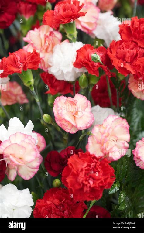 carnation petals close   res stock photography  images alamy
