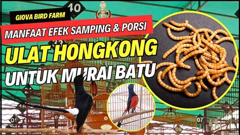 Manfaat Efek Samping Porsi Ulat Hongkong Untuk Murai Batu Youtube