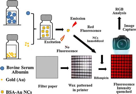 Schematic Illustration Of The Synthesis Bsa Au Nc Immobilization On