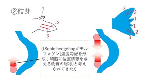 表皮・真皮・肢芽【発生】 高校生物発展 Youtube