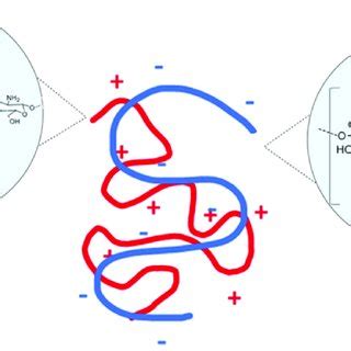 A Schematic Representation Of The Interaction Between Hyaluronan HA