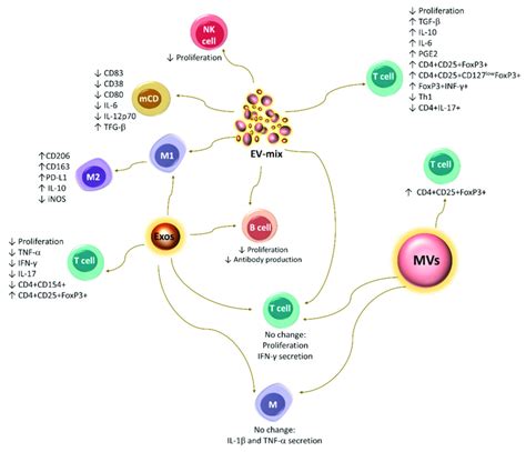 Immunoregulatory Effect Of Evs Released By Mscs Ev Mix Preparations