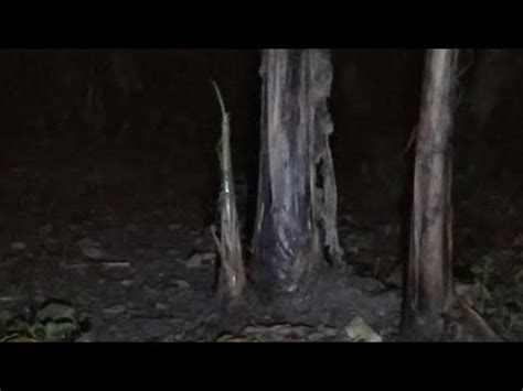 Live Misteri Kebun Keramat Youtube