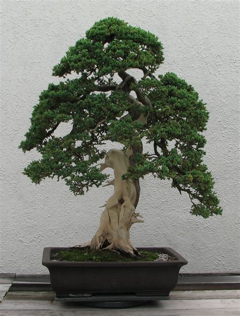 File:Dwarf Japanese Juniper, 1975-2007.jpg - Wikipedia, the free ...