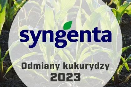 Nasiona Kukurydzy Syngenta Katalog Odmian 2023