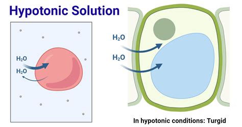 Hypotonic Solution: Definition and Examples