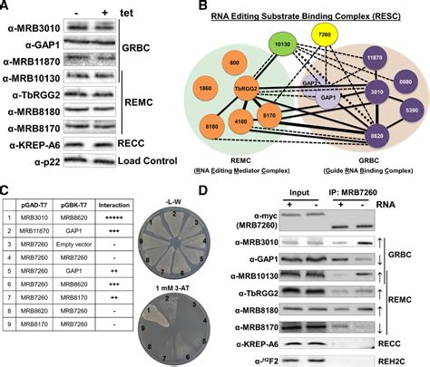 Pdf Mrb Is Essential For Productive Proteinrna Interactions