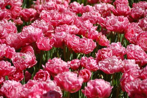 Tulipaner Blomster Amsterdam Gratis Foto P Pixabay Pixabay