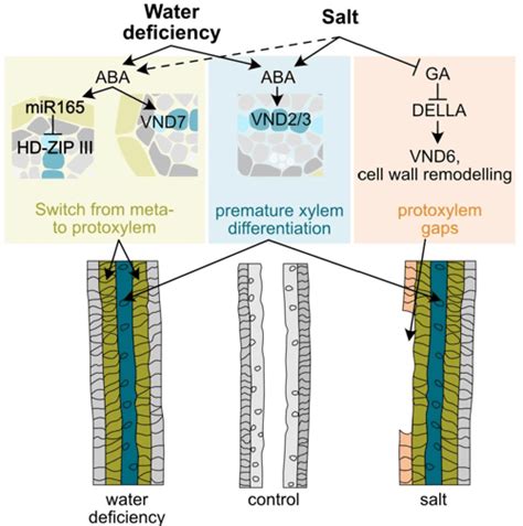 PDF Mechanisms Of Plant Root Xylem Developmental Plasticity In