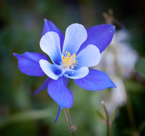 Pin On Columbines