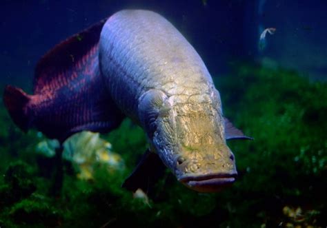 Arapaima – Arapaima gigas | Facts About Animals