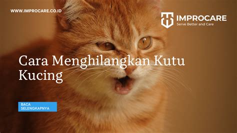 Bagaimana Cara Menghilangkan Kutu Kucing PT Mahaka Improcare Indonesia