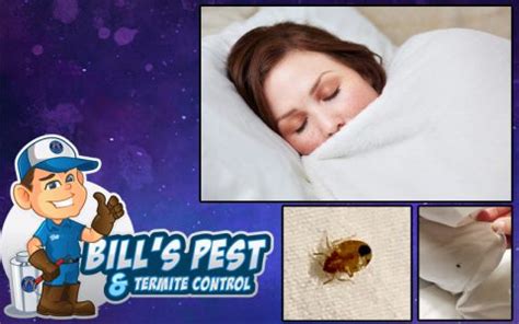 How To Get Rid Of Bed Bugs Bills Pest Termite Control