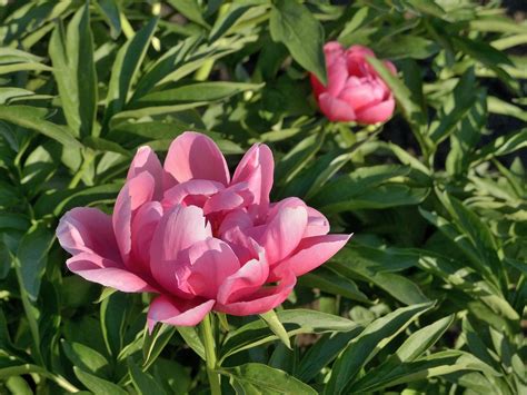 Pion Pink Flower - Free photo on Pixabay - Pixabay