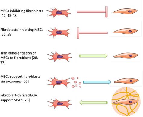 Mesenchymal Stemstromal Cells And Fibroblasts Their Roles In Tissue