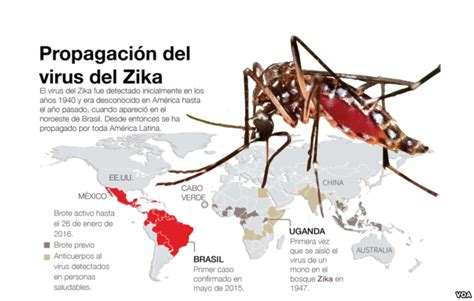 Un camp de margarides Y por qué el virus del Zika afecta solo al feto