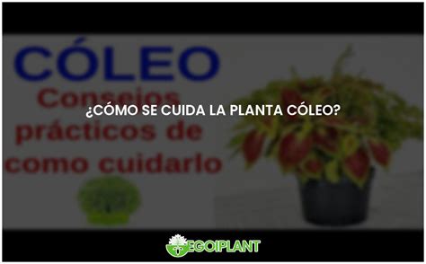 Los Mejores Consejos Para Cuidar La Planta C Leo Egoiplant