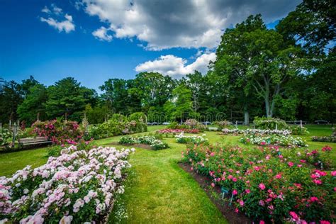 Rose Gardens At Elizabeth Park In Hartford Connecticut Stock Photo