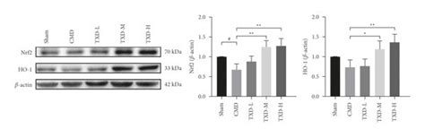 Txd Decreased Il 1β Tnf α P Iκbα And P P65 Expression And Increased