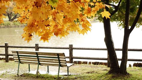 Wallpaper Foliage Autumn Nature Pond Park Bench Trees