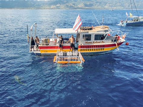 Haleiwa Shark Tours Best Shark Cage Dive In Hawaii [open Now] Tours Activities Fun Things To