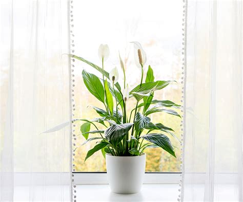 Dicas Para Cuidar Do Seu L Rio Da Paz Spathiphyllum