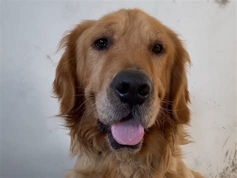 El esquelético perro callejero yacía en el suelo tratando de