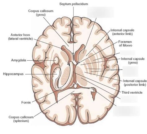 Basal Ganglia Horizontal View Diagram Quizlet