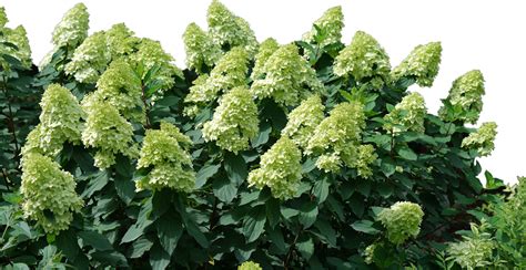 Hydrangea Of The Year Limelight Prime®