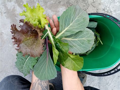 Agricultura Urbana En Casa Fundaci N Con Los Pies En La Tierra